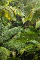 De Australische palmbomenjungle