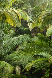 Un vert intense dans la jungle de la forêt de palmiers australienne - Wollumbin National Park Gondwana