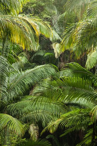 Weelderig groen in de palmboombosjungle van Australië - Wollumbin National Park Gondwana van Jiri Viehmann