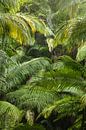 De Australische palmbomenjungle van Jiri Viehmann thumbnail
