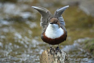 Wasseramsel Deutschland von Frank Fichtmüller