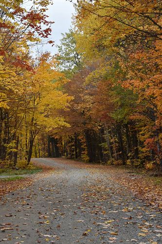 Een landweggetje in de herfst