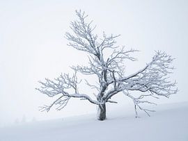 Loneliness in the cold by Anselm Ziegler Photography