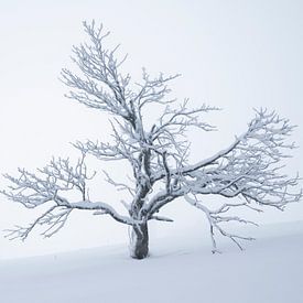 La solitude dans le froid sur Anselm Ziegler Photography