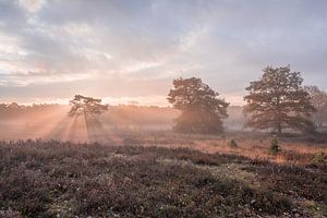 Une belle matinée d'hiver sur la Brunssummerheide