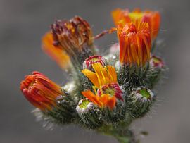 Macro