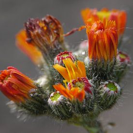 Macro von Eric Zweers