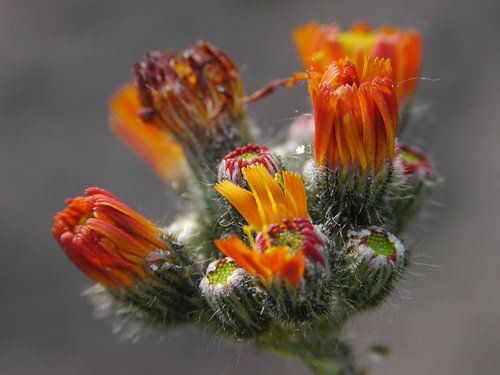 Macro