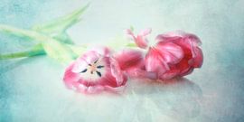 Pinke Tulpen von Claudia Moeckel