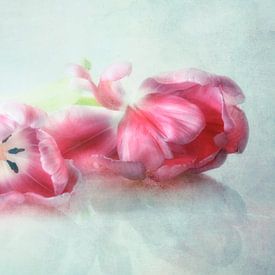 Roze tulpen van Claudia Moeckel