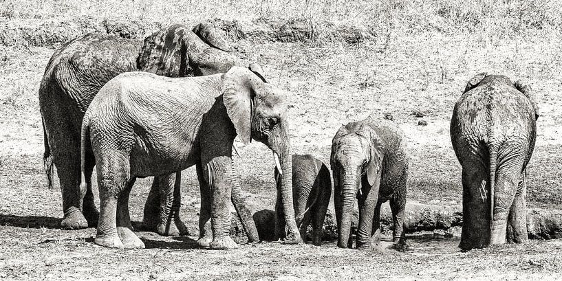 Olifanten in Tarangire NP par Karin Mooren