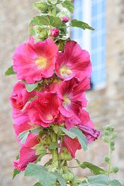 Hollyhocks in a french garden. by Christa Stroo photography
