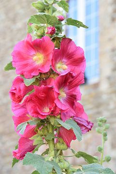Hollyhocks in a french garden. by Christa Stroo photography