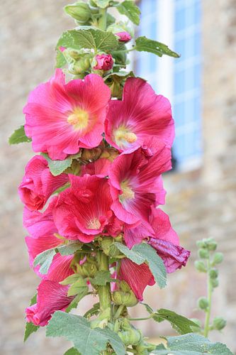 Des roses trémières dans un jardin français.