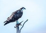 Osprey by Hennie Zeij thumbnail