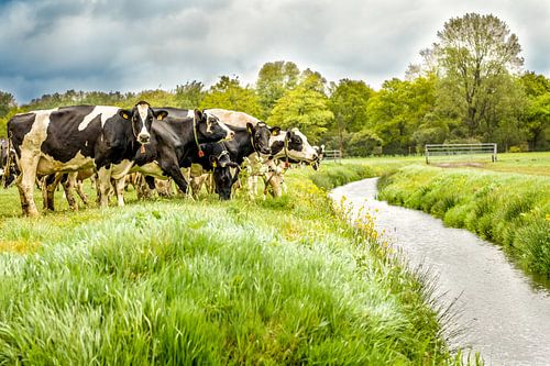 Cows in washer