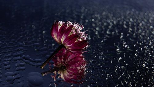 Zeeuws knoopje liggend tussen de druppeltjes