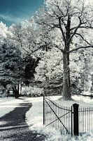 Photographie infrarouge enchanteresse d'un arbre blanc dans un parc au ciel bleu. Tirage photo.