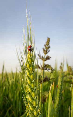 Rood lieveheersbeestje op groene tarwe-ar tijdens bloei in een zonnig graanveld met natuurlijke achtergrond en veel blauwe lucht