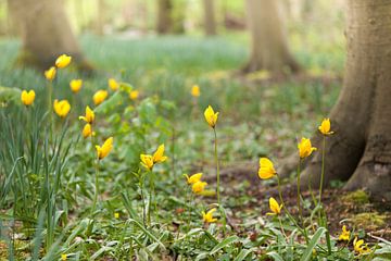 yellow forest tulip