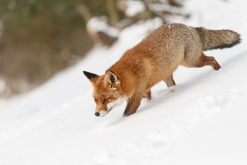Un renard dans la neige par Menno Schaefer