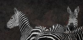 Zebras by Algon Photography