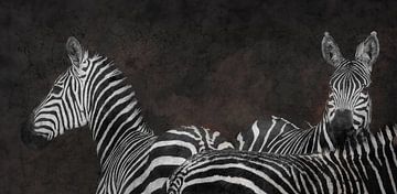 Zebra's