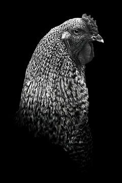 Rooster | fine art | black and white by Femke Ketelaar