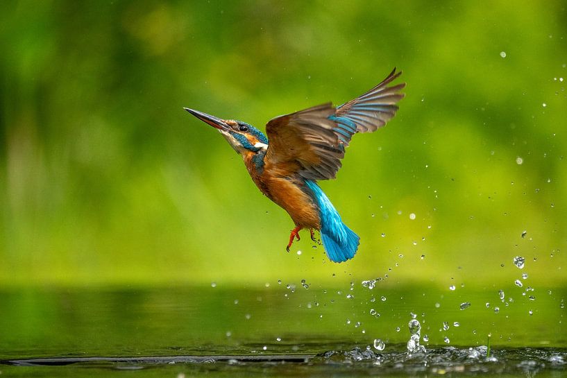ijsvogel in de vlucht van Ed Klungers