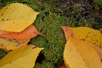 Autumn leaf on a rock by Claude Laprise