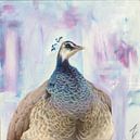 Peacock by Amy Verhoeff thumbnail