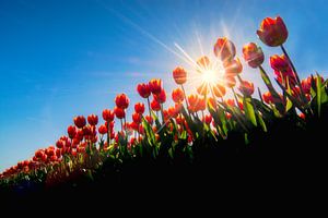 Tulpen van een laag standpunt gefotografeerd van Ardi Mulder