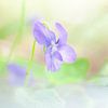 Woodland Violets by R Smallenbroek