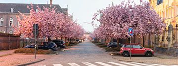 Japanese cherry tree in Ghent by Marcel Derweduwen