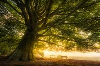 For your imagination - Oak tree with a view by Jeroen Lagerwerf thumbnail