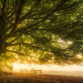 For your imagination - Oak tree with a view by Jeroen Lagerwerf