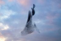 Starling murmuration during sunset at the end of the day