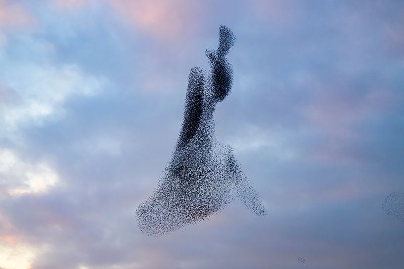 Starling murmuration during sunset at the end of the day by Sjoerd van der Wal Photography