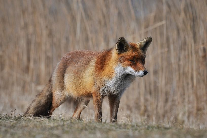renard roux par Nico Dam