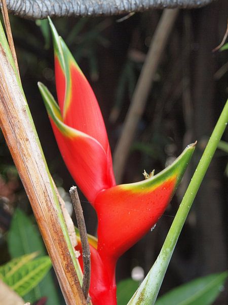 Pland/Floral à Tenerife par Annie Lausberg-Pater