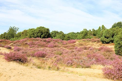 Flowering heather