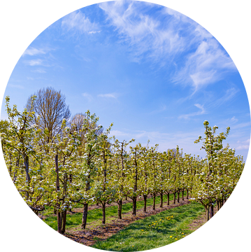 Lente in de boomgaard met appelbomen van Sjoerd van der Wal Fotografie