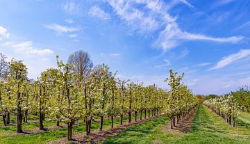 Lente in de boomgaard met appelbomen van Sjoerd van der Wal