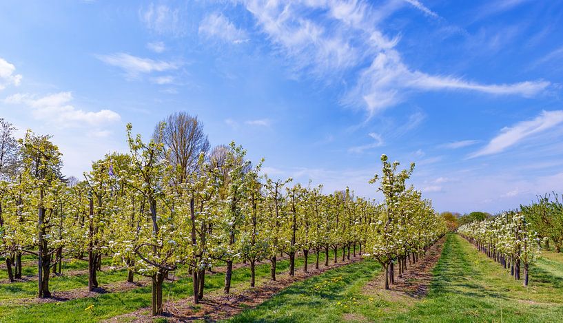 Lente in de boomgaard met appelbomen van Sjoerd van der Wal Fotografie
