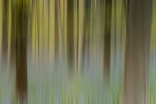 Hallerbos Abstract