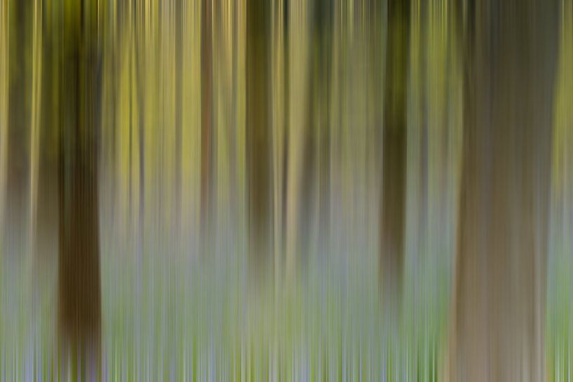 Hallerbos Abstract van Menno Schaefer