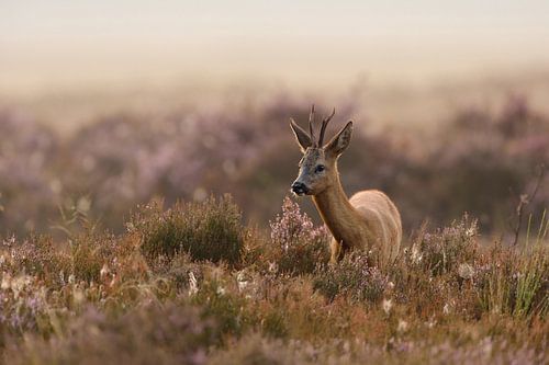 Chevreuil, chevreuil ( Capreolus capreolus ), dans la lande fleurie, typique, matin de fin d'été lég