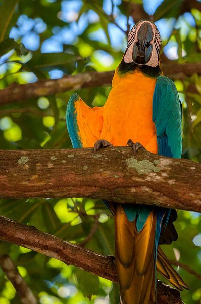 Blauwgele ara by Maarten Verhees