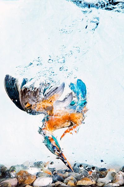 Martin-pêcheur plongeant sous l'eau par Jeroen Stel