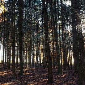 Forest in autumn van Malte Pott